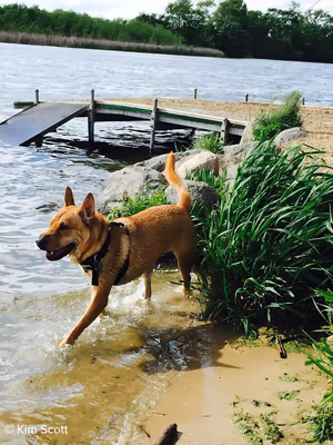 Viking Dog Park photo 1